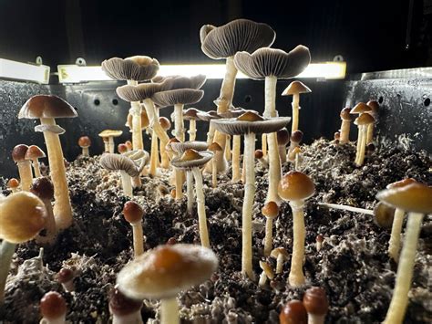 Magic Mushroom Arrests Soar: Law Enforcement Battles Growing Problem